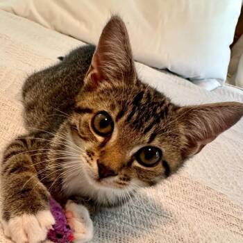 Daphne -  Domestic Short Hair Cat for Adoption in Peachtree City, Georgia - Daphne | PetCurious