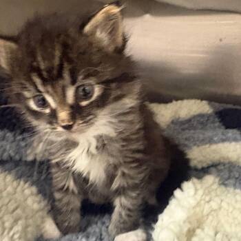 Domestic Medium Hair Cats Available for Adoption in Taos, New Mexico - Joey | PetCurious