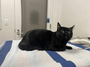 Oak Grove Tavern -  Domestic Short Hair Cat for Adoption in Kansas City, Missouri - Oak Grove Tavern | PetCurious