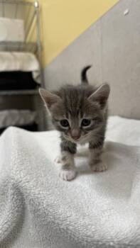Kiki -  Domestic Short Hair Cat for Adoption in Honolulu, Hawaii - Kiki | PetCurious