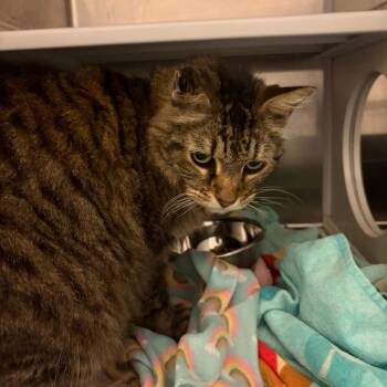 Mueza -  Domestic Long Hair Cat for Adoption in Council Bluffs, Iowa - Mueza | PetCurious