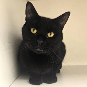Shrimp -  Domestic Short Hair Cat for Adoption in Champaign, Illinois - Shrimp | PetCurious
