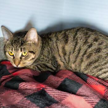 Flame -  Domestic Short Hair Cat for Adoption in South Elgin, Illinois - Flame | PetCurious