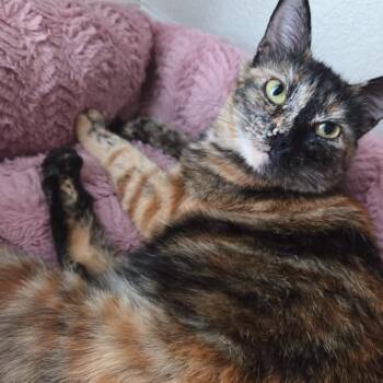 Mimi -  Domestic Short Hair Cat for Adoption in Las Vegas, Nevada - Mimi | PetCurious