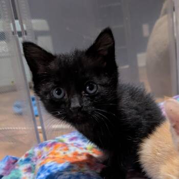 Ash -  Domestic Short Hair Cat for Adoption in Franklin, Tennessee - Ash | PetCurious