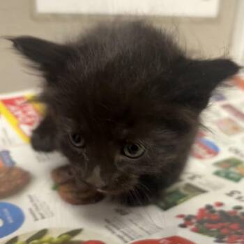 Domestic Long Hair Cats Available for Adoption in Las Vegas, Nevada - Jeeves | PetCurious