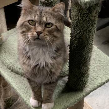 Henry -  Domestic Medium Hair Cat for Adoption in Stockholm, Wisconsin - Henry | PetCurious