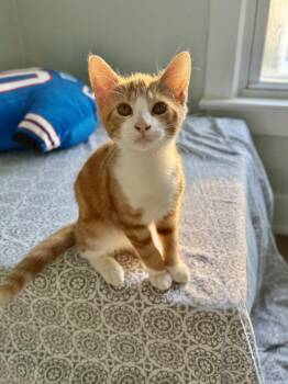 Chad -  Domestic Short Hair Cat for Adoption in East Amherst, New York - Chad | PetCurious