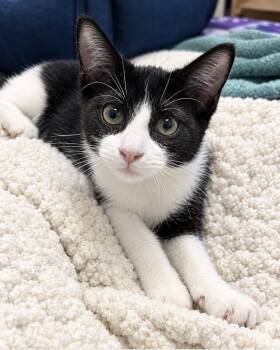 Bitsy, Sister of Bently and Chester and buster -  Tuxedo Cat for Adoption - Bitsy, Sister Of Bently And Chester And Buster | PetCurious