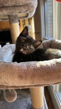 Pasta Salad -  Tortoiseshell Cat for Adoption in Crystal Lake, Illinois - Pasta Salad | PetCurious