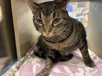 Tabby and Domestic Short Hair Cats Available for Adoption - Belle | PetCurious
