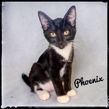 Phoenix -  Domestic Short Hair Cat for Adoption in El Cajon, California - Phoenix | PetCurious