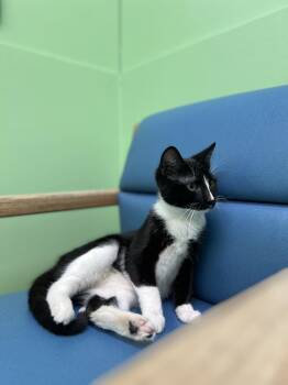 Domestic Short Hair Cats Available for Adoption in Okmulgee, Oklahoma - Sombra | PetCurious