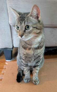 Ranch (FCID# 05/06/2026 - 1) C -  Tabby Cat for Adoption in Greenville, Delaware - Ranch (FCID# 05/06/2026 - 1) C | PetCurious