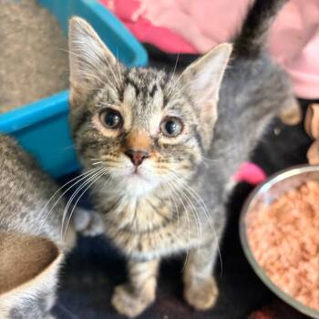 Anissa -  Domestic Short Hair Cat for Adoption in South Elgin, Illinois - Anissa | PetCurious