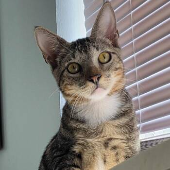 Fisher -  Domestic Short Hair Cat for Adoption in Fort Lauderdale, Florida - Fisher | PetCurious
