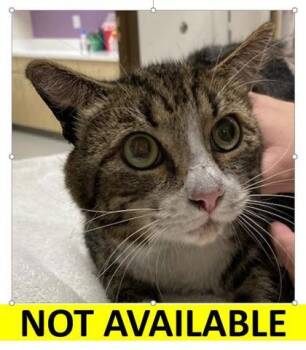 Rescue Domestic Short Hair Cats for Adoption in Eugene, Oregon - Burnie | PetCurious