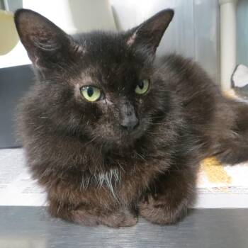WYLIE -  Domestic Long Hair Cat for Adoption in Taunton, Massachusetts - WYLIE | PetCurious