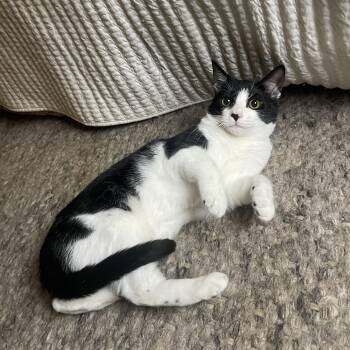 Domestic Short Hair Cats Available for Adoption - Cuddy | PetCurious