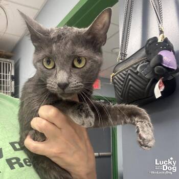 Domestic Short Hair Cats Available for Adoption in Washington, District Of Columbia - Lilly | PetCurious
