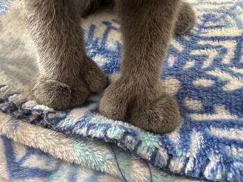 Tabby Cats Available for Adoption - Nutty Nutmeg  | PetCurious