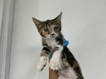 MELODY -  Domestic Short Hair Cat for Adoption in San Bernardino, California - MELODY | PetCurious