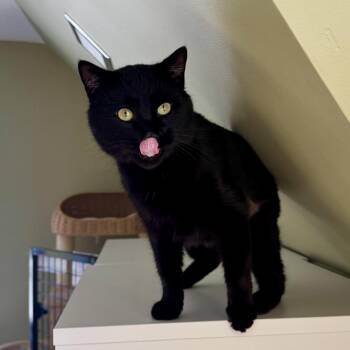 Domestic Short Hair Cats Available for Adoption - Zucchini  | PetCurious