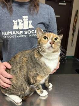 Domestic Short Hair Cats Available for Adoption in Springfield, Missouri - Peanut | PetCurious