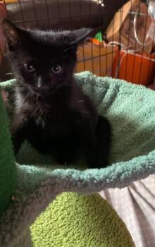 Baloo -  Domestic Short Hair Cat for Adoption in North Babylon, New York - Baloo | PetCurious