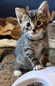 Pollux -  Domestic Medium Hair Cat for Adoption in Little Rock, Arkansas - Pollux | PetCurious