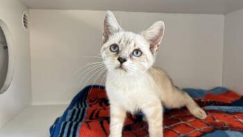 Jay -  Domestic Short Hair Cat for Adoption in Chestertown, Maryland - Jay | PetCurious