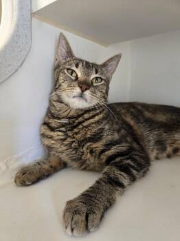 Tinkerbell -  Domestic Short Hair Cat for Adoption in Bellingham, Washington - Tinkerbell | PetCurious