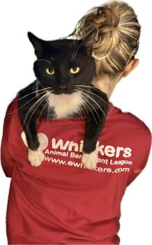 Tuxie -  Domestic Short Hair Cat for Adoption in Albany, New York - Tuxie | PetCurious
