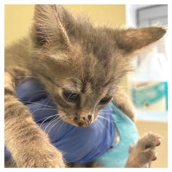 Mustard Collar -  Domestic Short Hair Cat for Adoption in Los Angeles, California - Mustard Collar | PetCurious