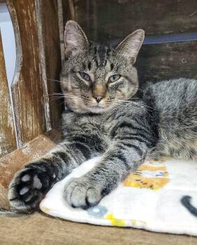 LINKIN -  Domestic Short Hair Cat for Adoption in Grand Rapids, Michigan - LINKIN | PetCurious