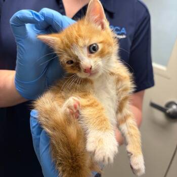 71373 -  Domestic Short Hair Cat for Adoption in Harrisonburg, Virginia - 71373 | PetCurious