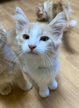 Mario -  Domestic Long Hair and Tabby Cat for Adoption in Fargo, North Dakota - Mario | PetCurious