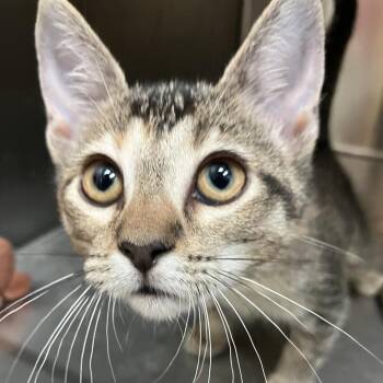 Lindzie -  Domestic Short Hair Cat for Adoption in Lakeland, Florida - Lindzie | PetCurious