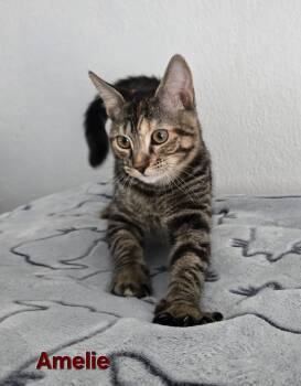 Amelie -  American Shorthair Cat for Adoption in Quail Heights, Florida - Amelie | PetCurious