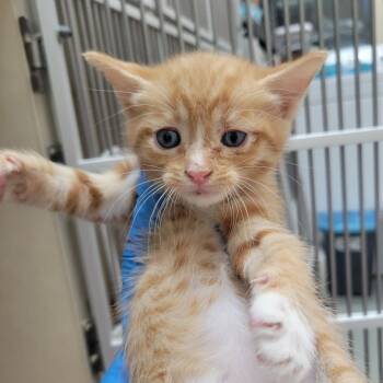 Domestic Short Hair Cats Available for Adoption in Westminster, California - Otterhound | PetCurious