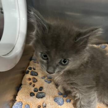 Kist -  Domestic Long Hair Cat for Adoption in Richmond Hill, Georgia - Kist | PetCurious