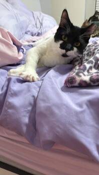 Domestic Short Hair Cats Available for Adoption - Smudge | PetCurious