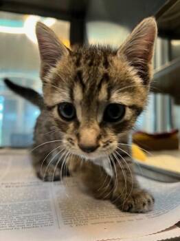 Domestic Short Hair Cats Available for Adoption in Baytown, Texas - PELLET | PetCurious