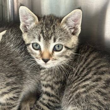 Domestic Short Hair Cats Available for Adoption in Greensboro, North Carolina - Beach Club | PetCurious
