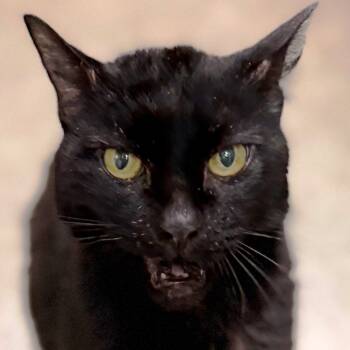 Rescue Domestic Short Hair Cats for Adoption in Pagosa Springs, Colorado - Fortune | PetCurious