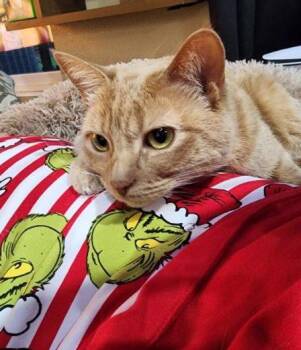 Cece -  Domestic Short Hair Cat for Adoption in Peterborough, New Hampshire - Cece | PetCurious