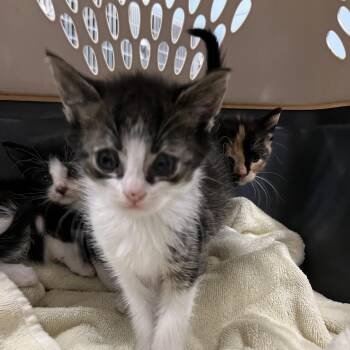 Domestic Short Hair Cats Available for Adoption in Greensboro, North Carolina - Cuddles | PetCurious