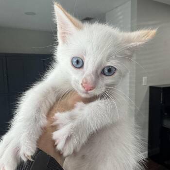 Siamese Cats Available for Adoption in Austin, Texas - Skipper | PetCurious
