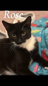 Rescue Domestic Short Hair Cats for Adoption in Bellmawr, New Jersey - Rose | PetCurious
