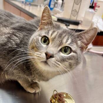 Domestic Short Hair Cats Available for Adoption - May | PetCurious